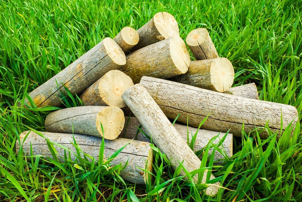 Is Pine Good Firewood? – Modern Ethanol Fireplaces